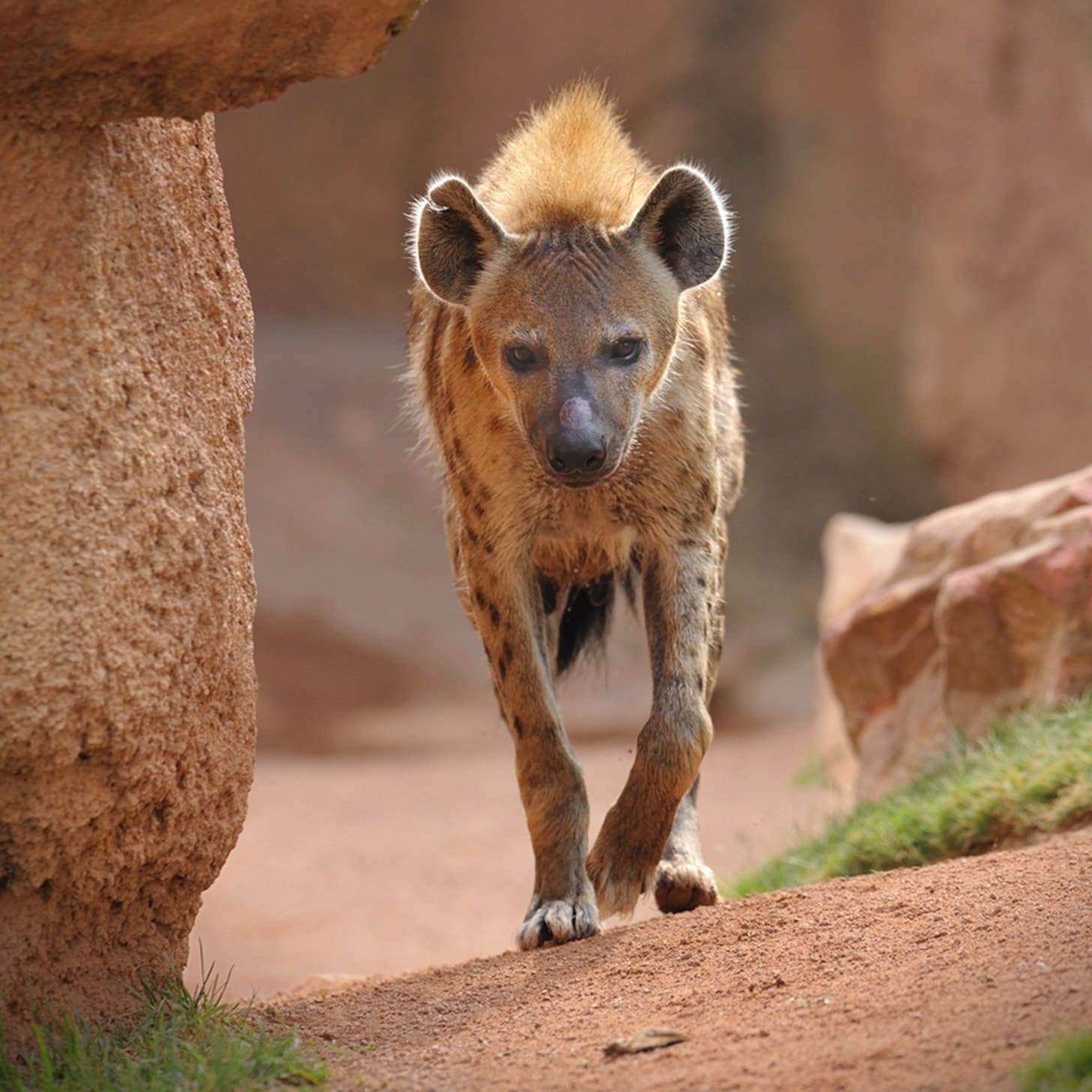 Spotted Hyena