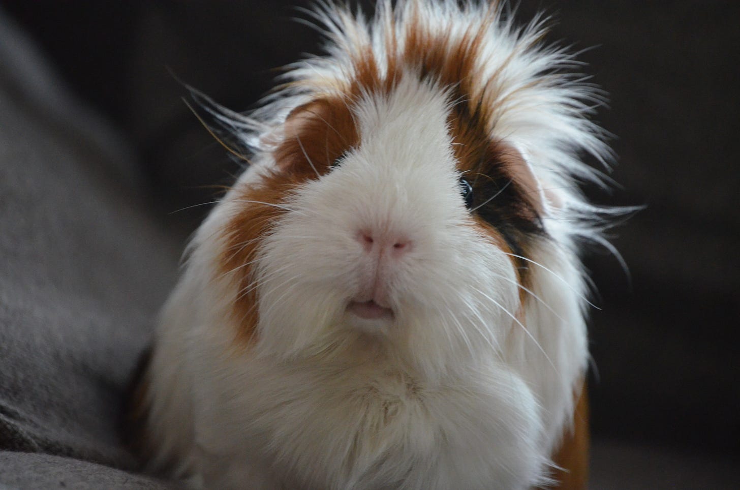 A furry guinea pig that rather resembles a Porg from Star Wars A furry guinea pig that rather resembles a Porg from Star Wars