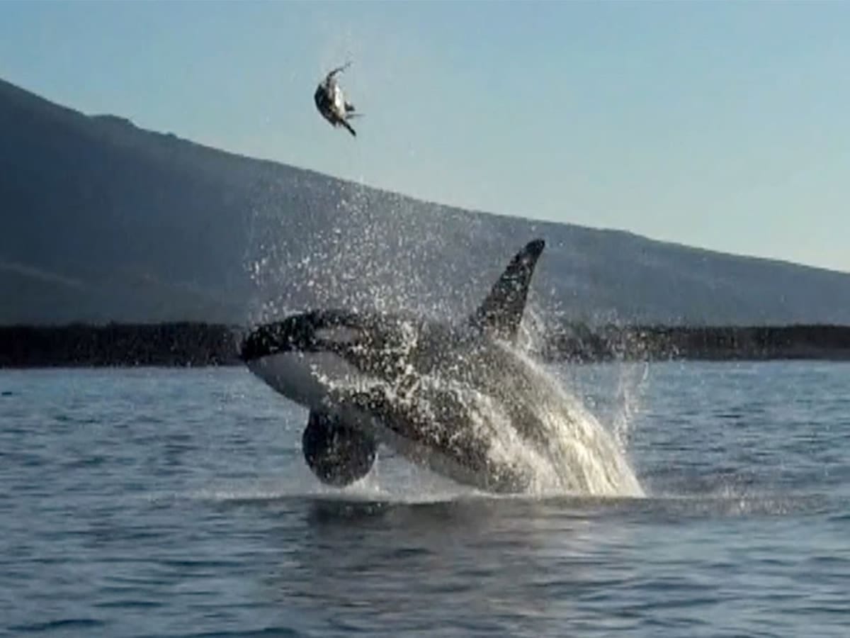 Killer Video: It's Not Nice to Play With Your Food - Soundings Online