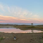 Leash your dog, please (and be nice about it?)