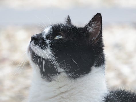 Dieren bij het Broake bos
