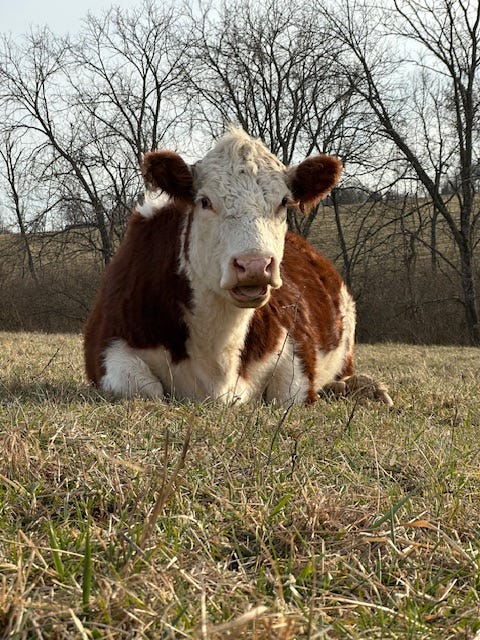 Hereford cow seated Hereford cow seated