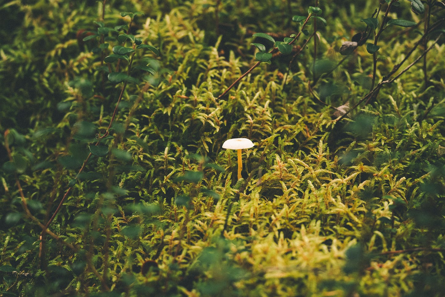 A tiny mushroom.