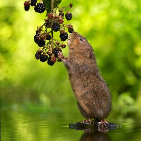 Endangered Water Voles Reintroduced at LettsSafari Parks