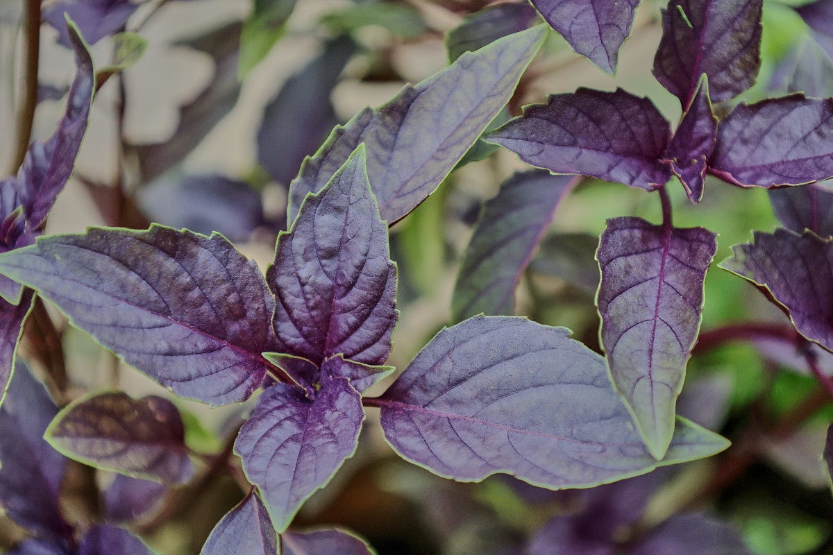 opalescent basil plants growing in a garden opalescent basil plants growing in a garden