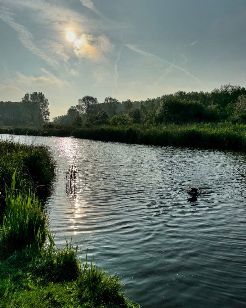 Hunting dog swimming across a river 