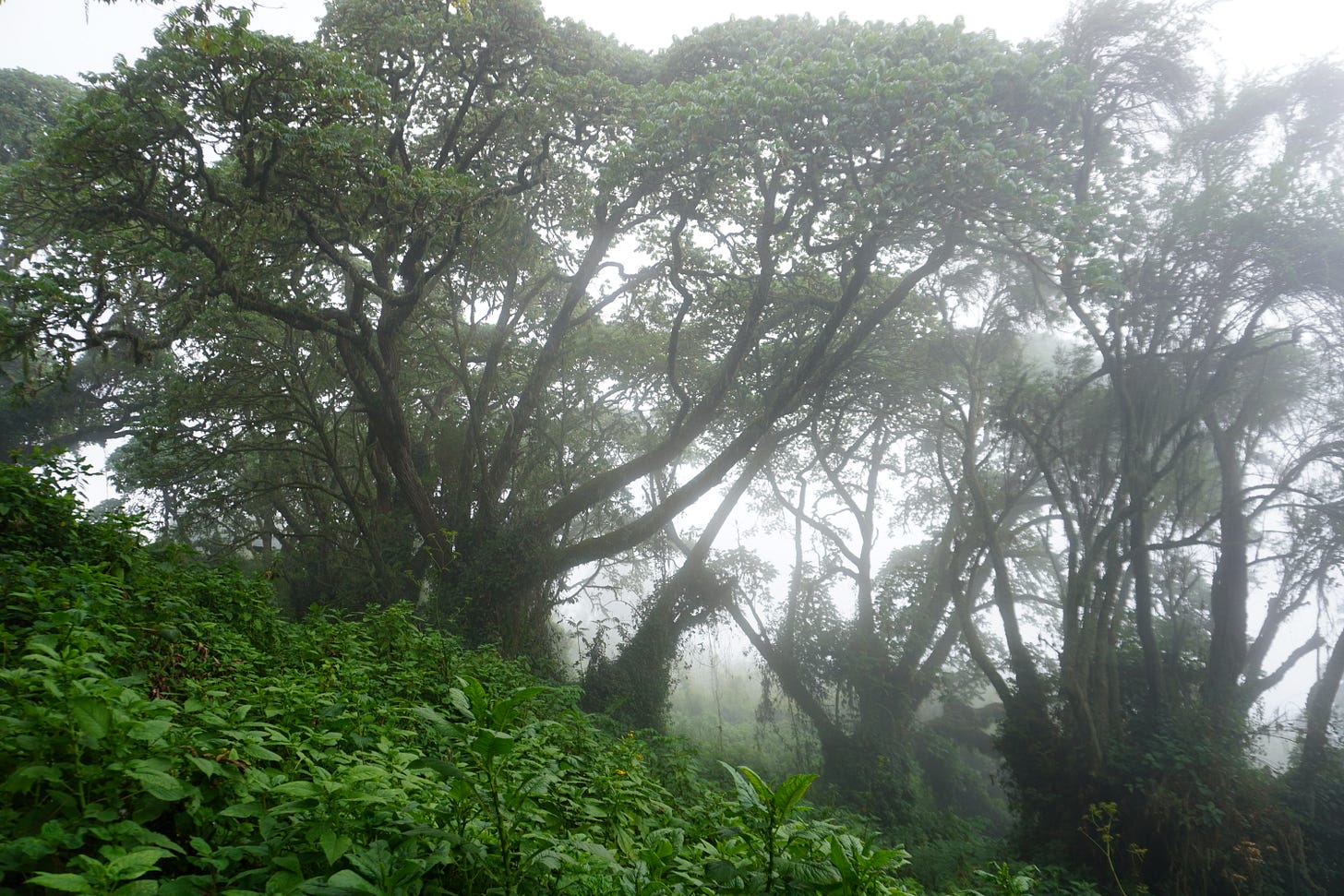 Hagenia trees in Volcanoes National Park