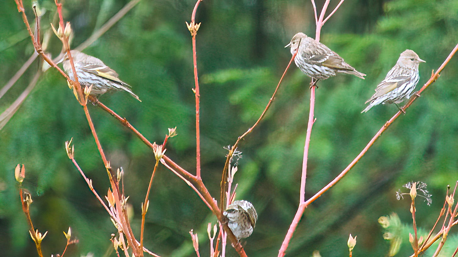 Pine Siskins - briefly pausing Pine Siskins - briefly pausing