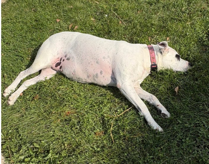 lumpy white pitbull with black spots stretched out on the grass, legs splayed out. pink collar; she is asleep lumpy white pitbull with black spots stretched out on the grass, legs splayed out. pink collar; she is asleep