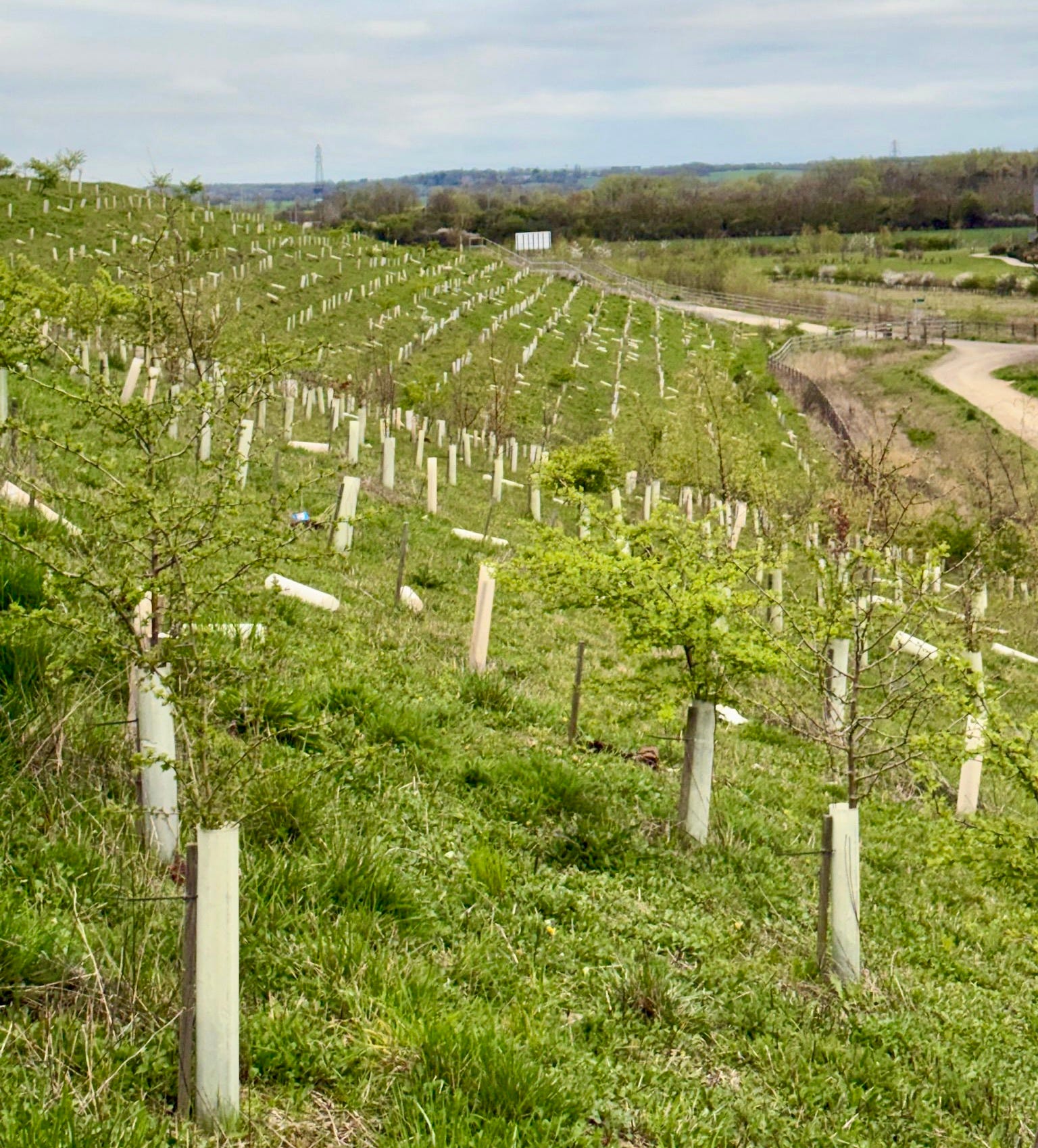 50,000 more trees for A14 - by Mark Williamson