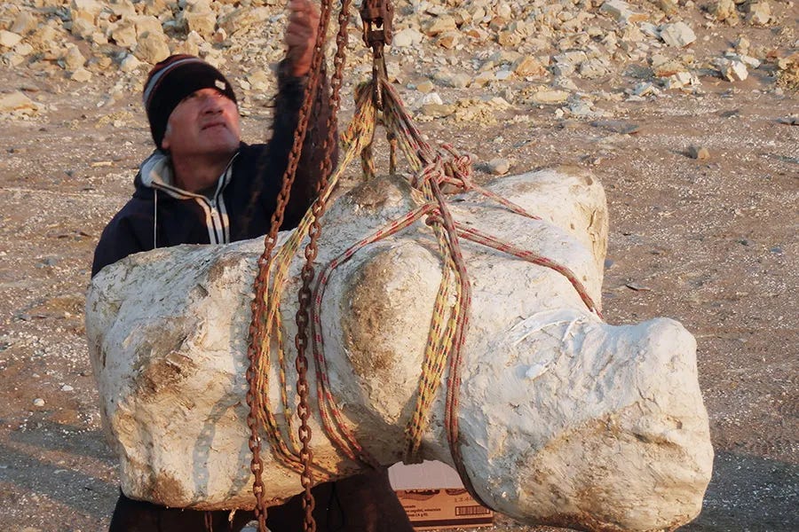 Vértebra del Perucetus colossus