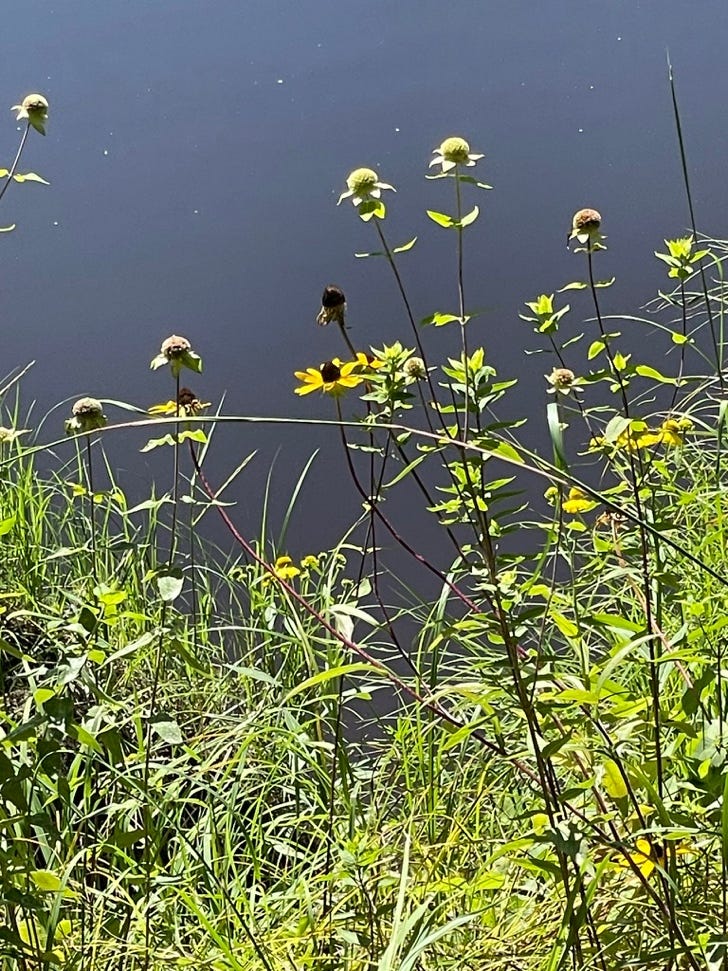 A group of flowers in a field

Description automatically generated