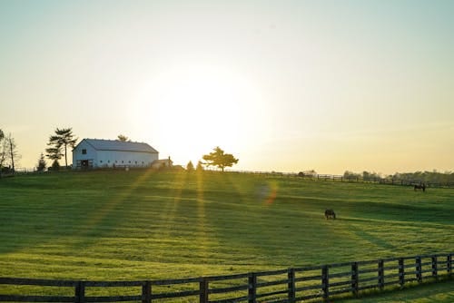Free Beautiful sunrise illuminating a peaceful Kentucky farm with lush green pastures and grazing horses. Stock Photo