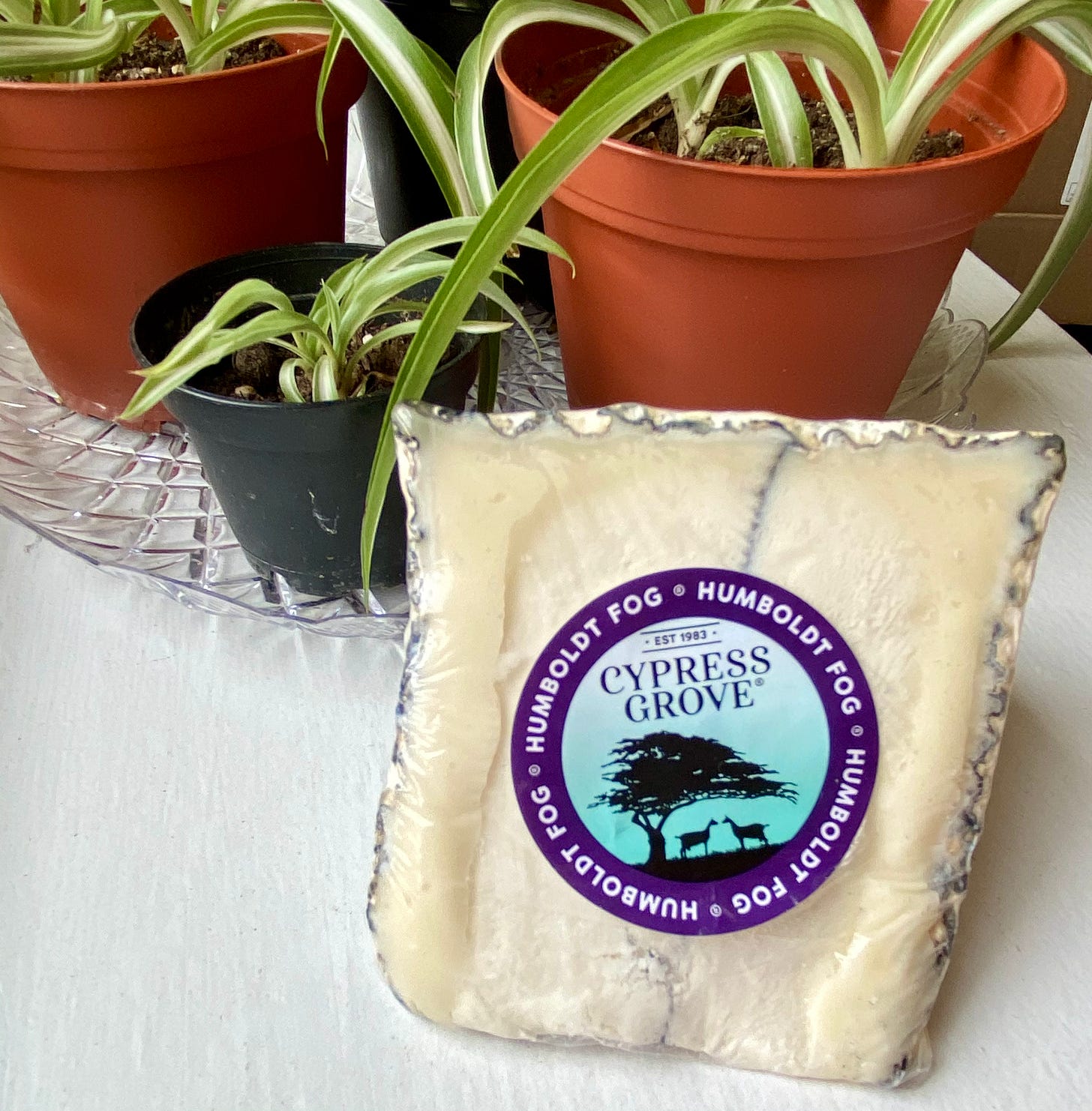 cut of cypress grove humboldt fog cheese in front of three small spider plants