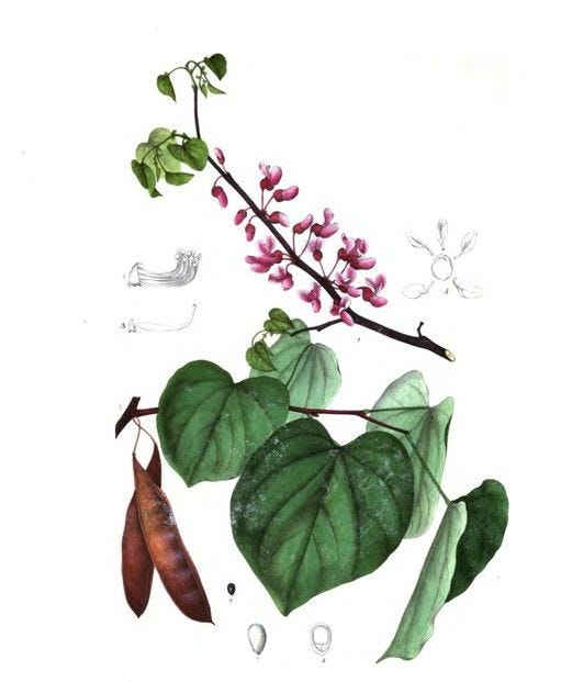From the Spring Foraging Cookbook: Redbud