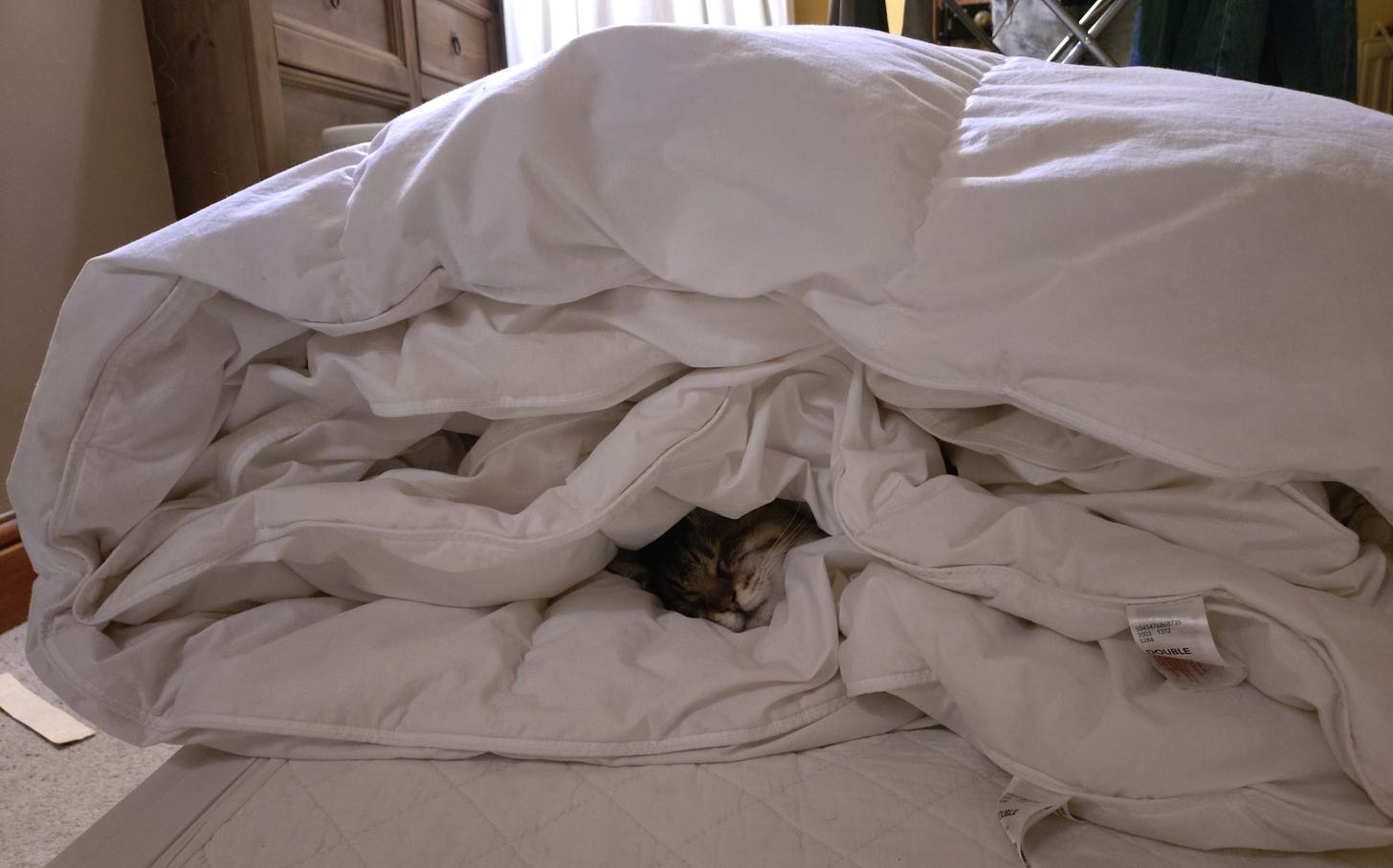 A duvet folded on itself three or four times, with Milly's head poking out of the bottom, as she is under all the layers.