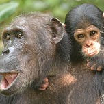 Primatology.net