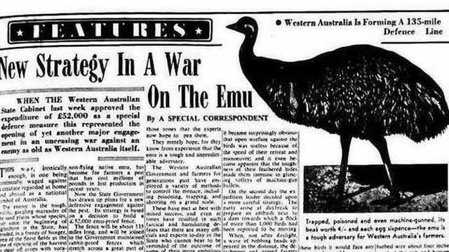 The great Emu war of Australia, where soldiers lost a war against flightless birds. : r/Damnthatsinteresting The great Emu war of Australia, where soldiers lost a war against flightless birds. : r/Damnthatsinteresting