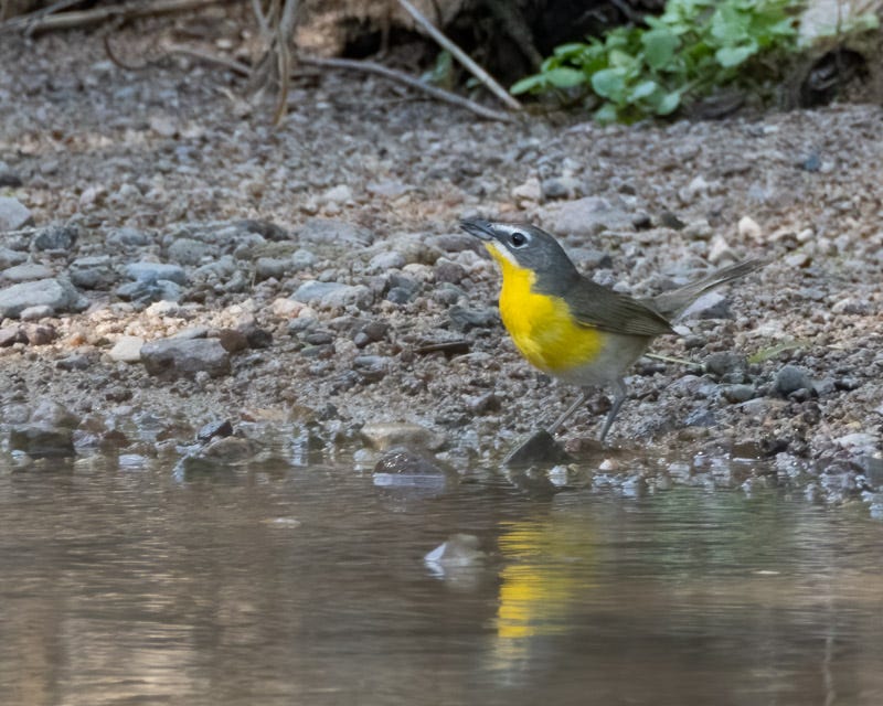 20250710-SantaGertrudis-155-Edit.jpg 20250710-SantaGertrudis-155-Edit.jpg