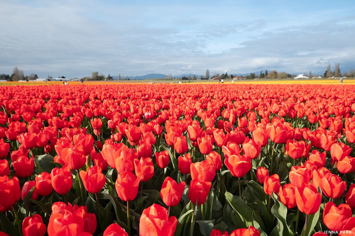 A field of red tulips A field of red tulips