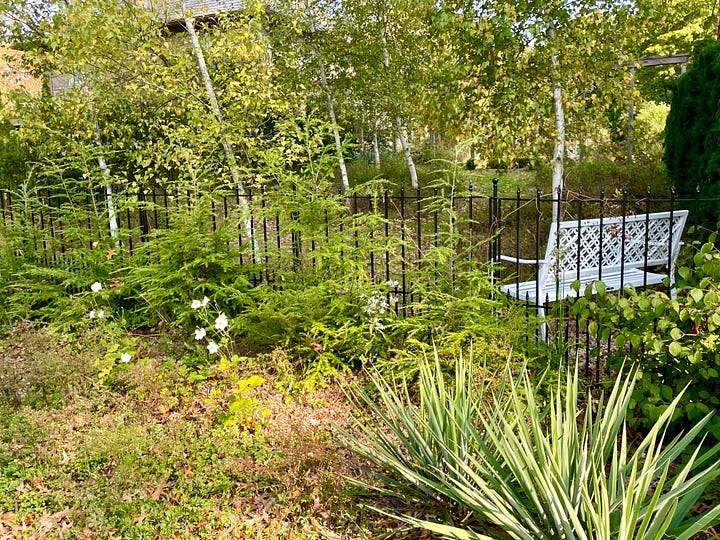 The Curb outside of the Birch Walk includes the Seven-Sons tree (Heptacodium) and Anemone 'Honorine Jobert.'