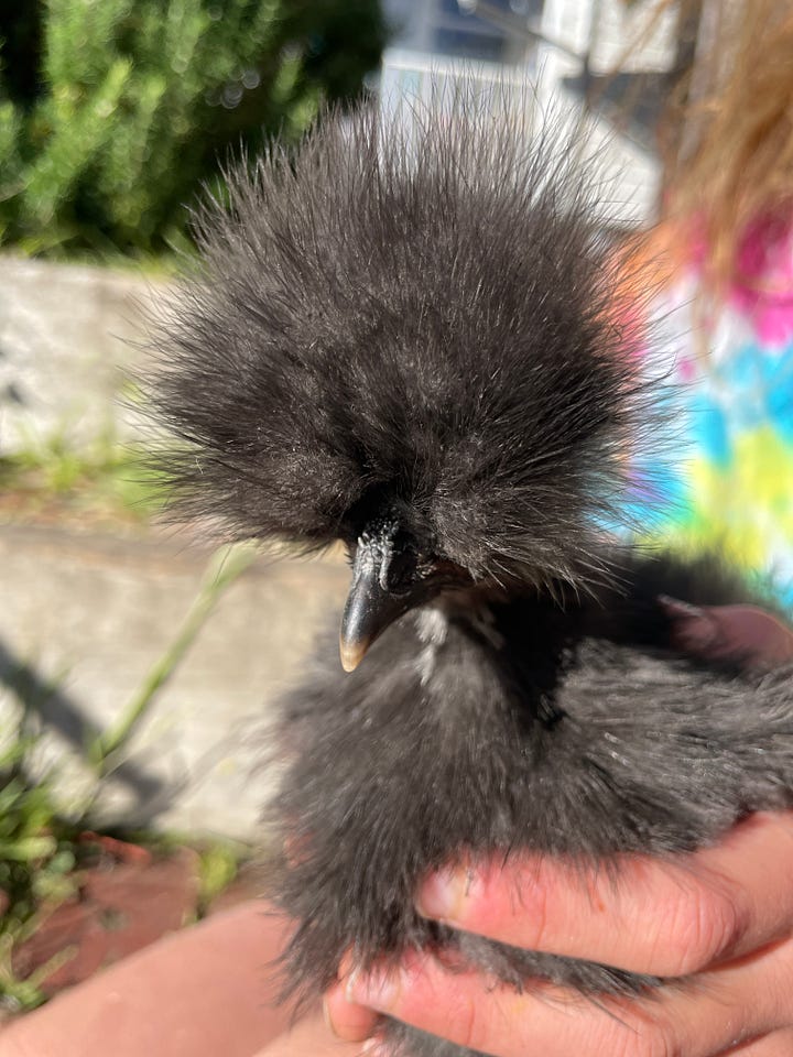 a black chicken with a fluffy head held by a child and a white chicken with a fluffy head held by a child