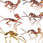 Big Biology