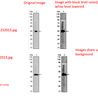 Edited Antibody Images Aren't Just Thermo Fisher's Problem: Newsletter Aug. 26, 2026