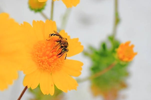 Image of gulf coast bee on orange flower. Image of gulf coast bee on orange flower.