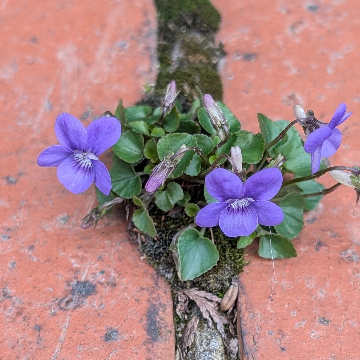 Purple wildflowers pushing through a narrow crack in red brick wall, with moss around them. Purple wildflowers pushing through a narrow crack in red brick wall, with moss around them.
