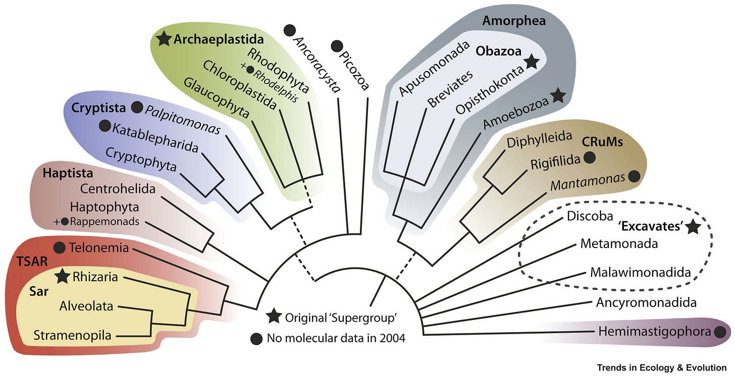 Image of a phylogenetic tree of the Eukaryotes from Burki et al. 2019 Image of a phylogenetic tree of the Eukaryotes from Burki et al. 2019