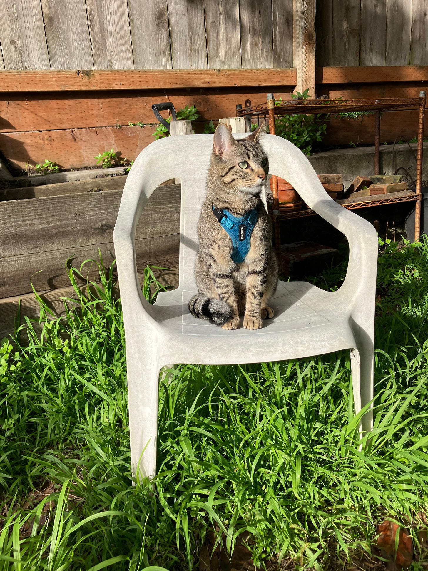 A picture of a shorter haired cat on a plastic garden chair A picture of a shorter haired cat on a plastic garden chair