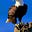 Brilliant Adelehin's avatar