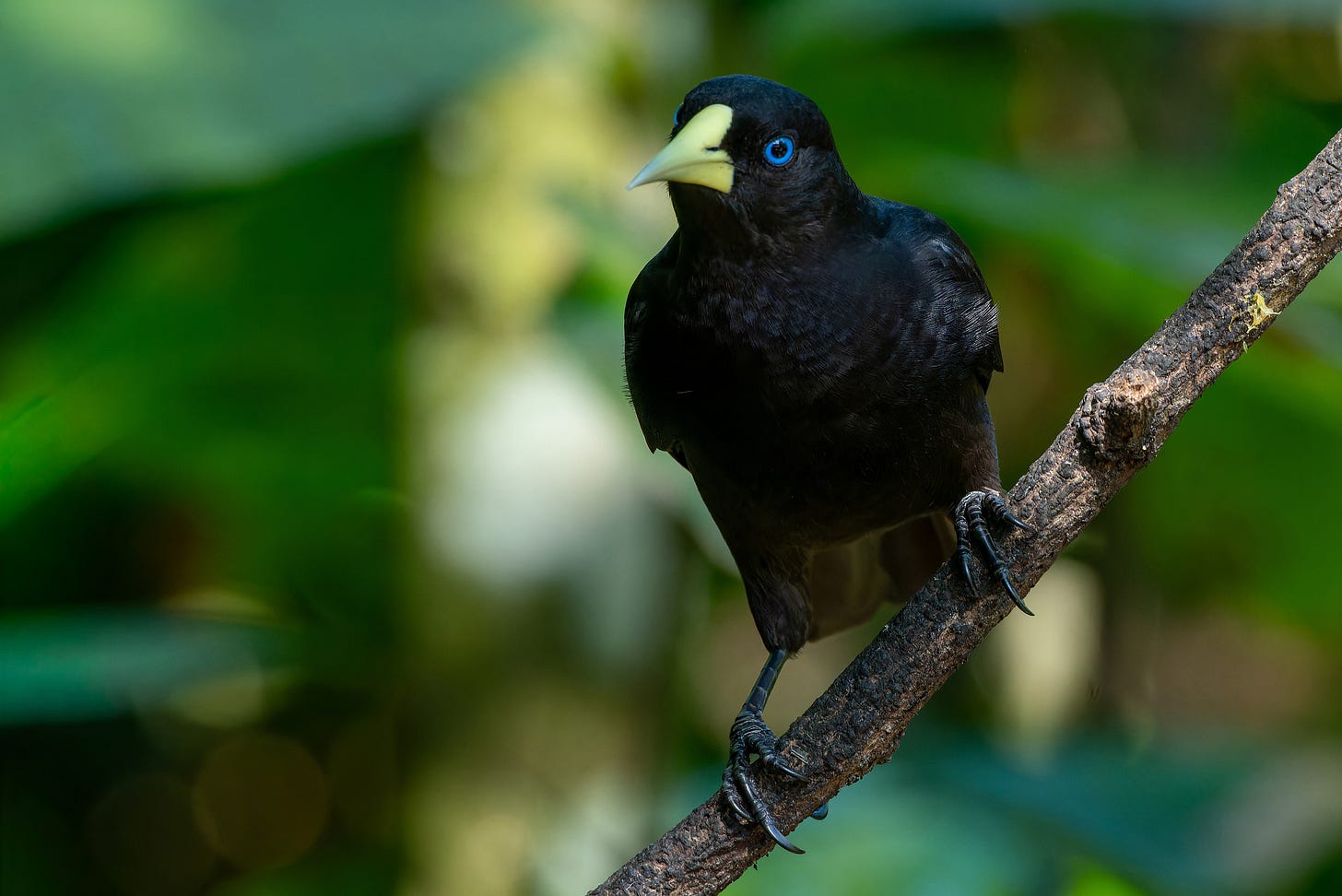 A red-rumped cacique, known in Brazil as guaxe (Cacicus haemorrhous). Image © Luciano Bernardes via iNaturalist (CC BY-NC 4.0).