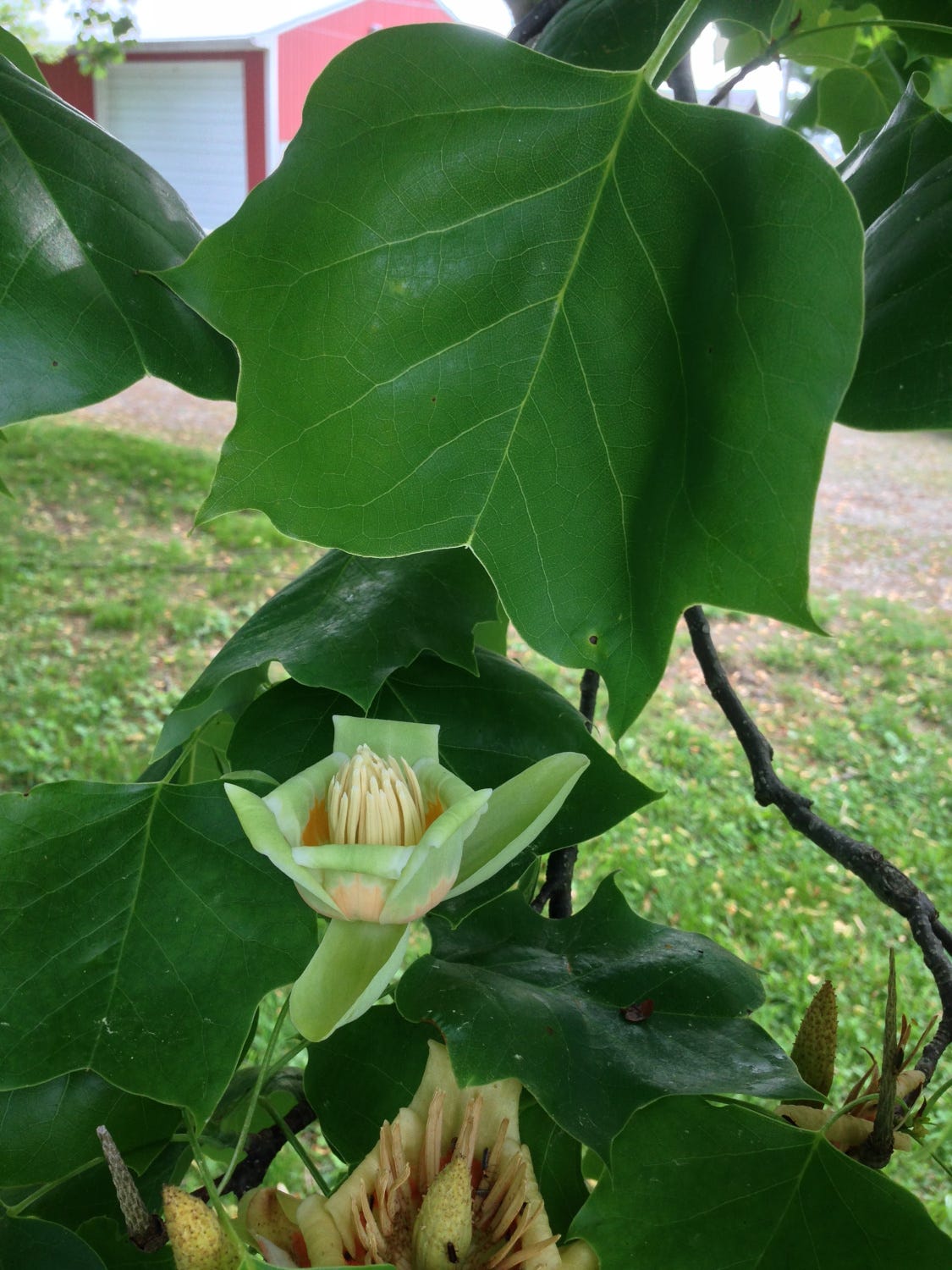 Tulip Poplar leaf 
