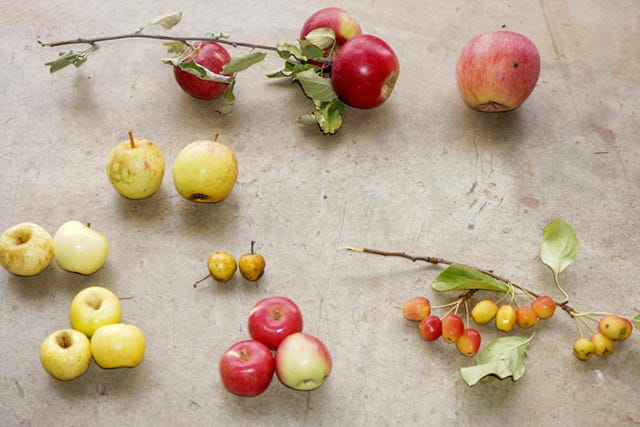 Using Ancient Apples to Improve the Future of Apple Breeding - California  Fresh Fruit Magazine