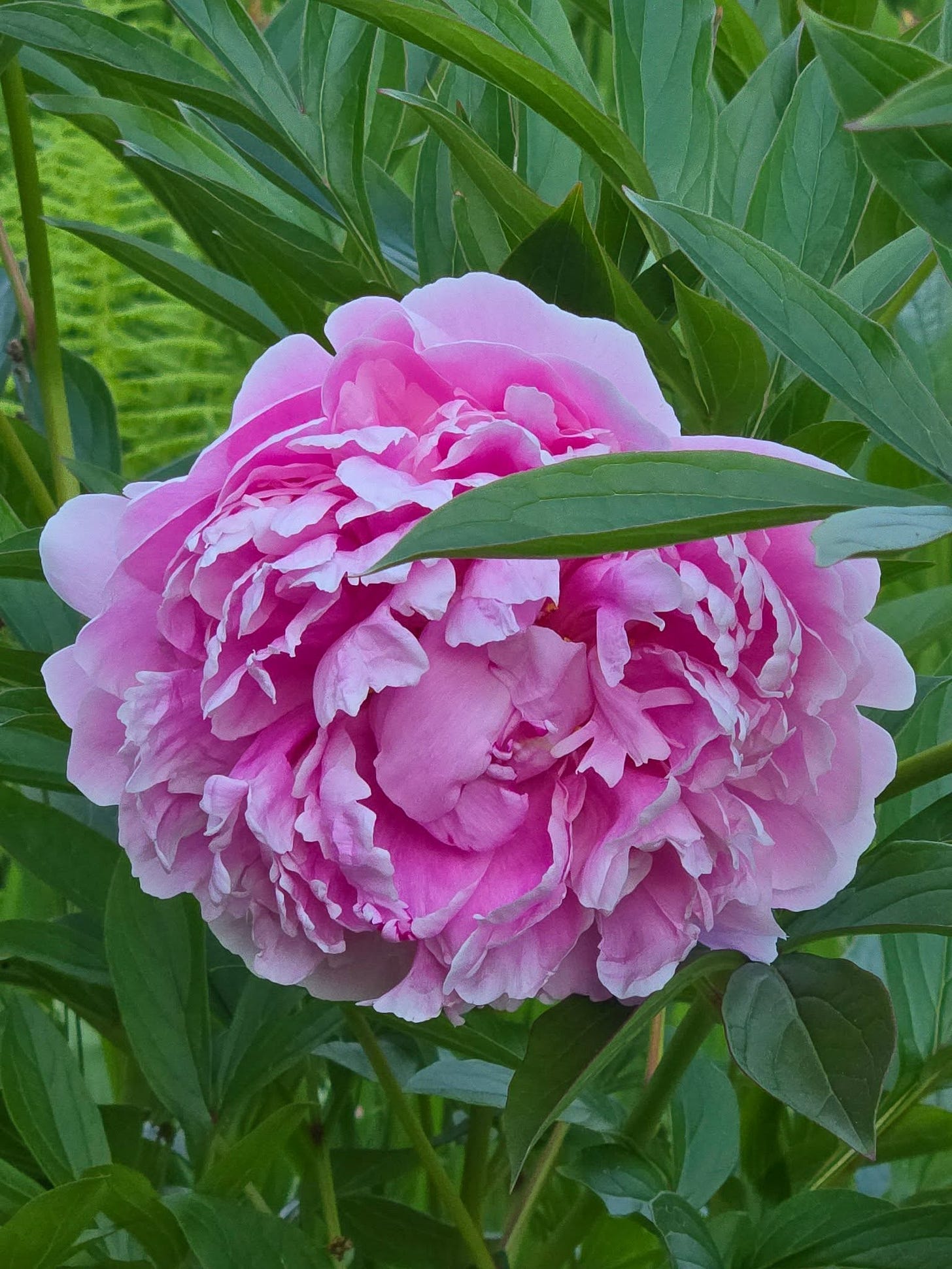 May be an image of peony