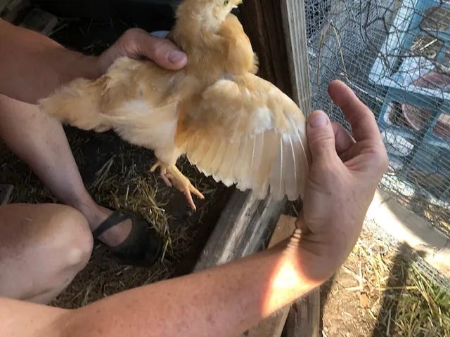 Buff orpington