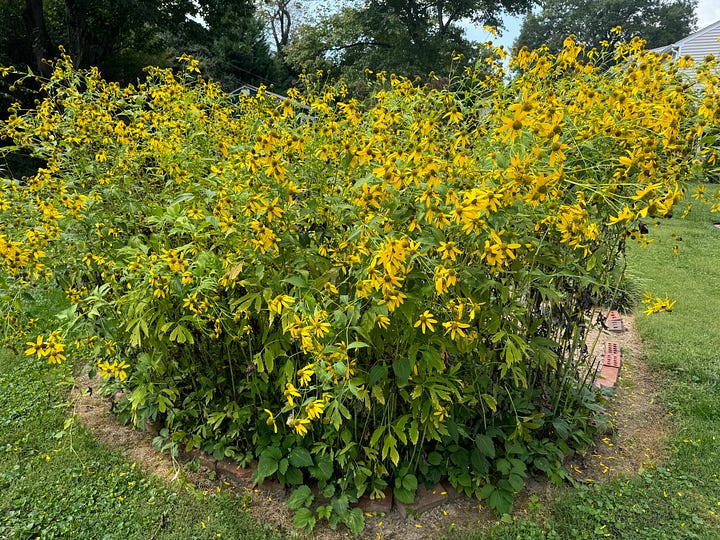 Flowers and berries in my fall garden