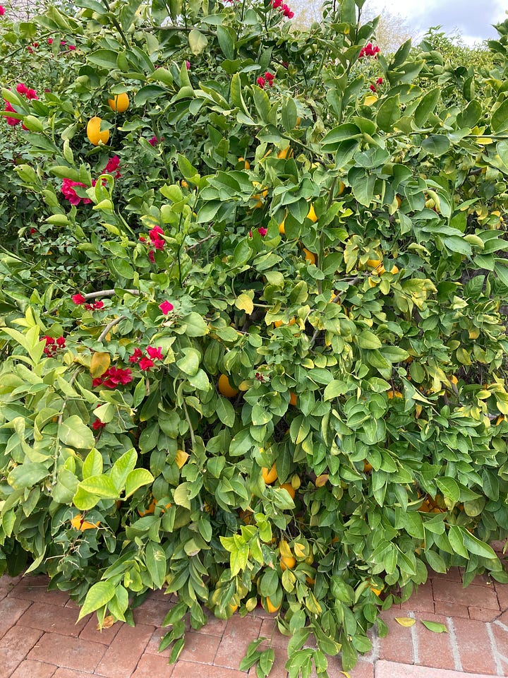 a lemon tree, and a detail of same
