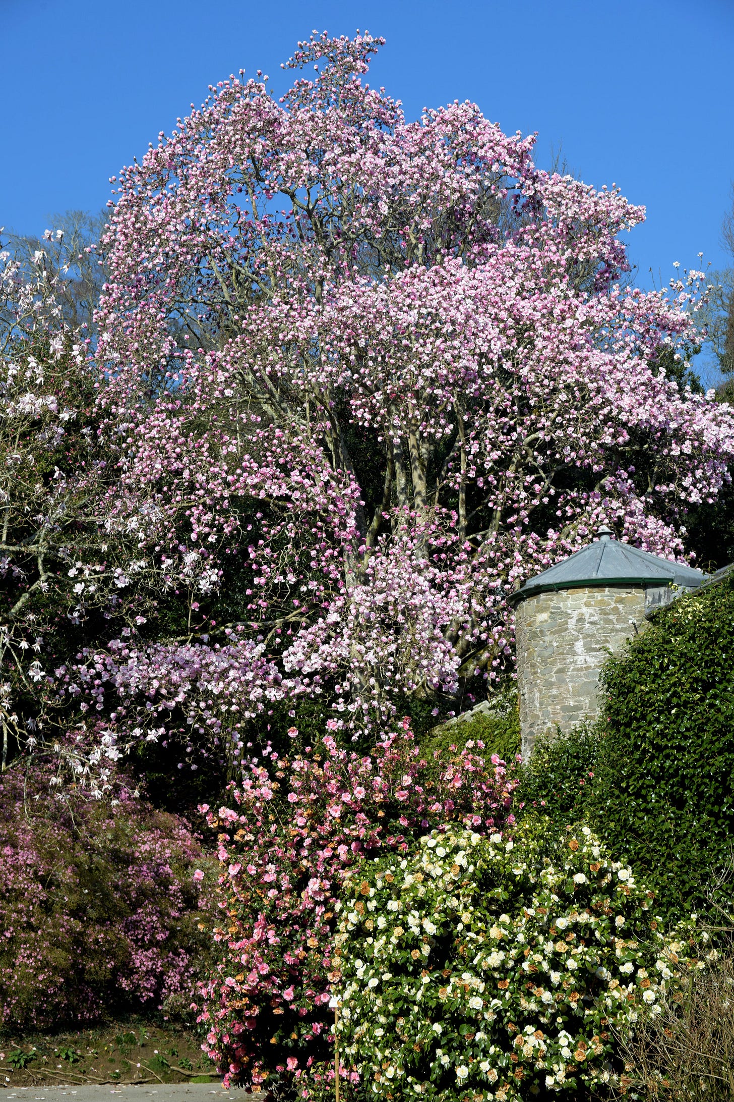 Large magnolia tree covered in pink blossoms blooming in a spring garden. Large magnolia tree covered in pink blossoms blooming in a spring garden.