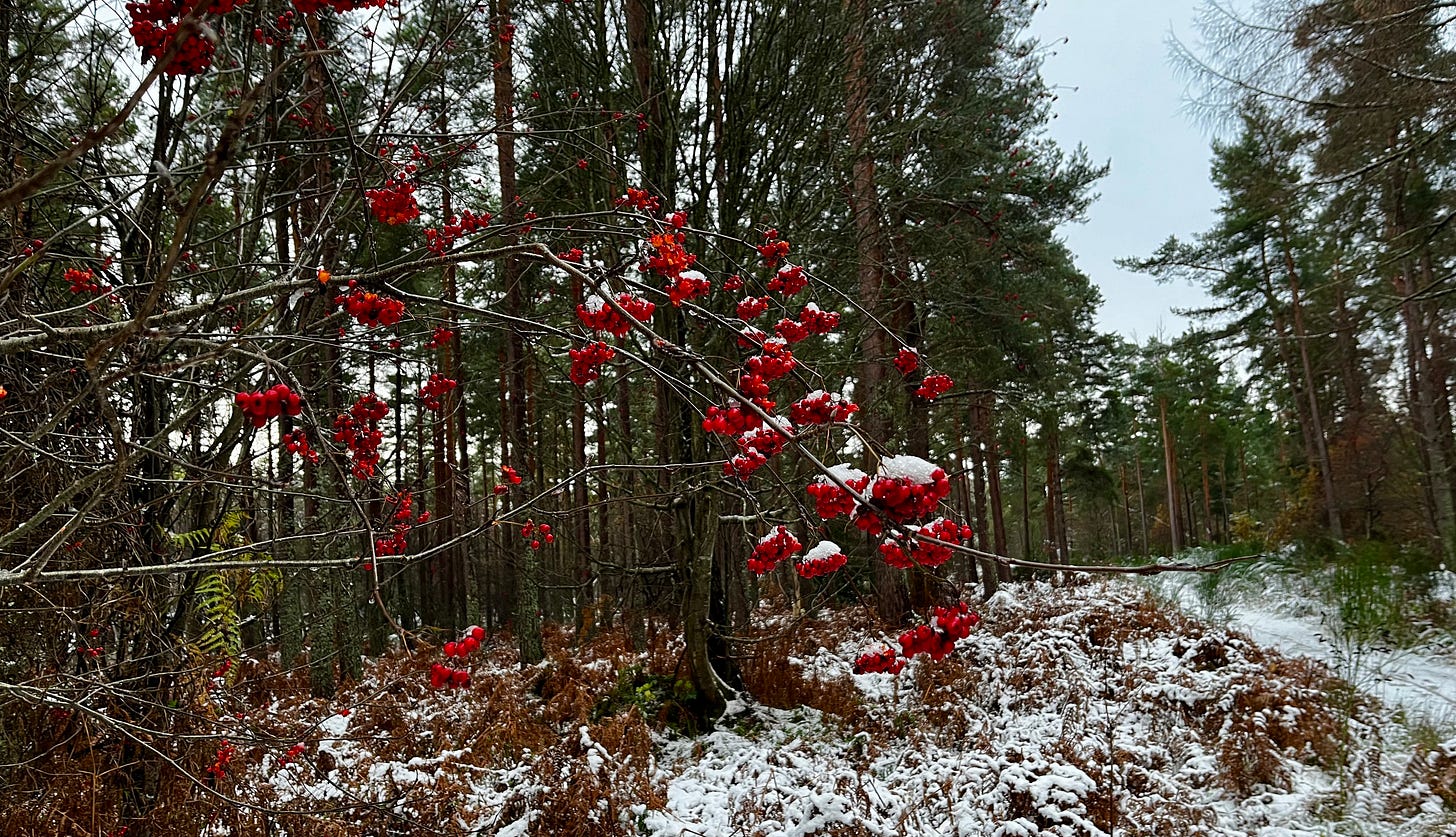 snowy trail through woods with tall pines, brown bracken, and a branch with red berries crusted with snow