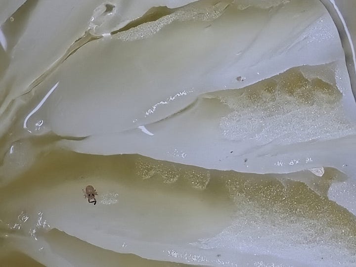 Yellow Gliophorus sp. with insect chilling on a gill