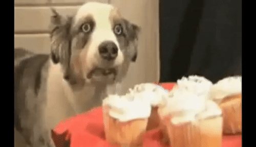 Best Dog Vietnam Flashback GIFs | Gfycat Best Dog Vietnam Flashback GIFs | Gfycat