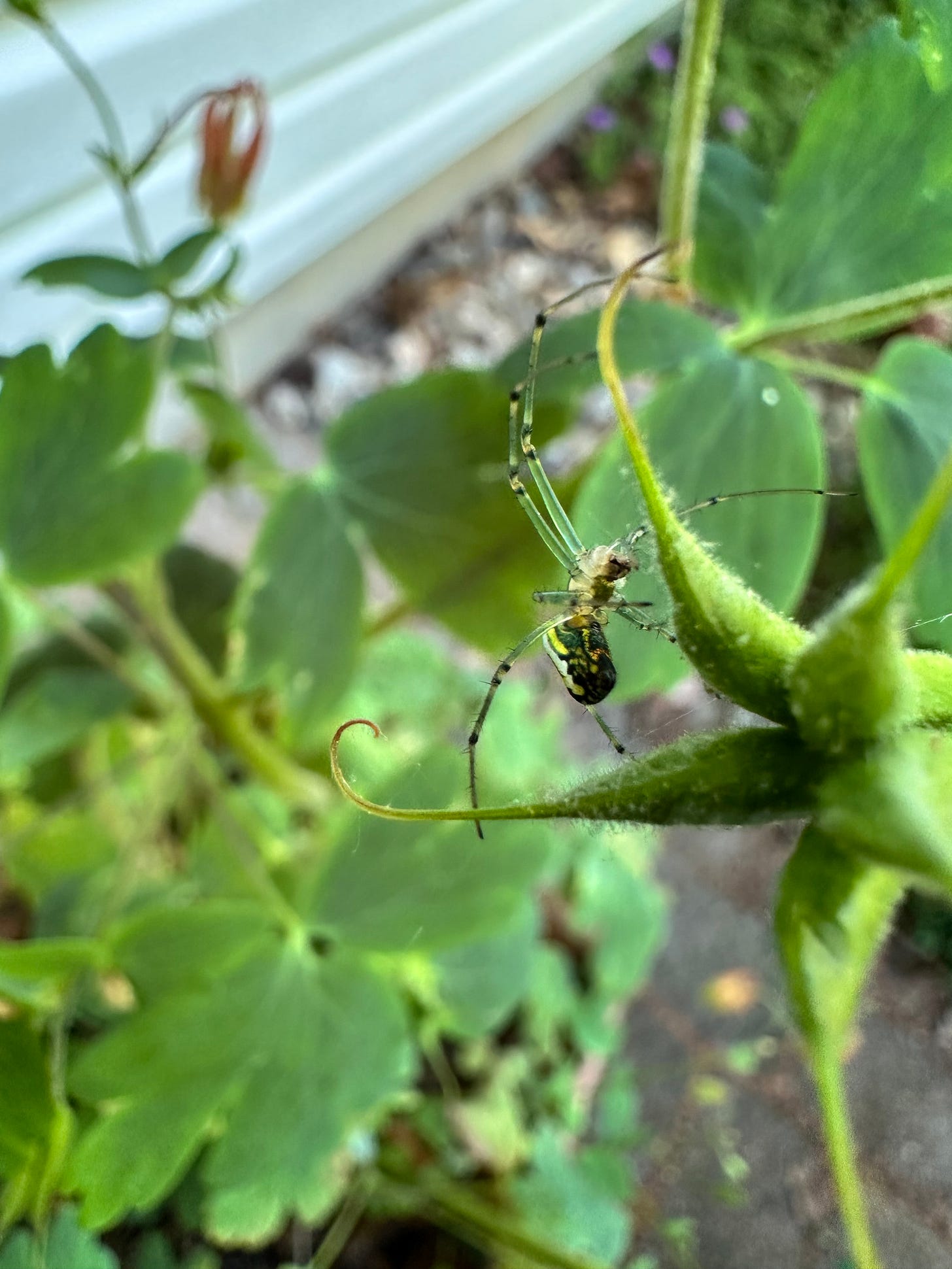 green and black spider on a Columbine seed pod