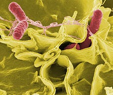 salmonellosis