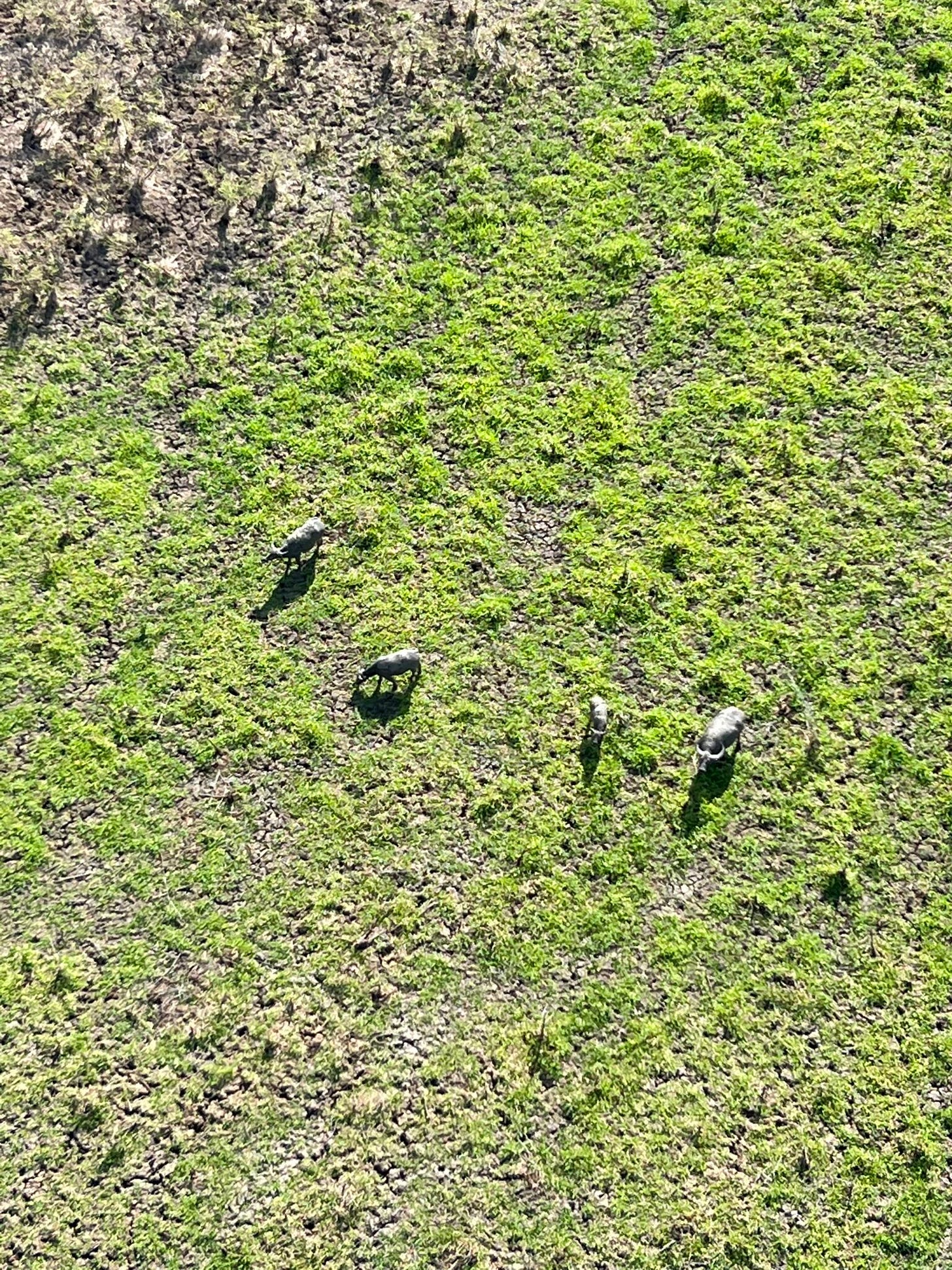Australien von oben, eine Büffelherde Australien von oben, eine Büffelherde