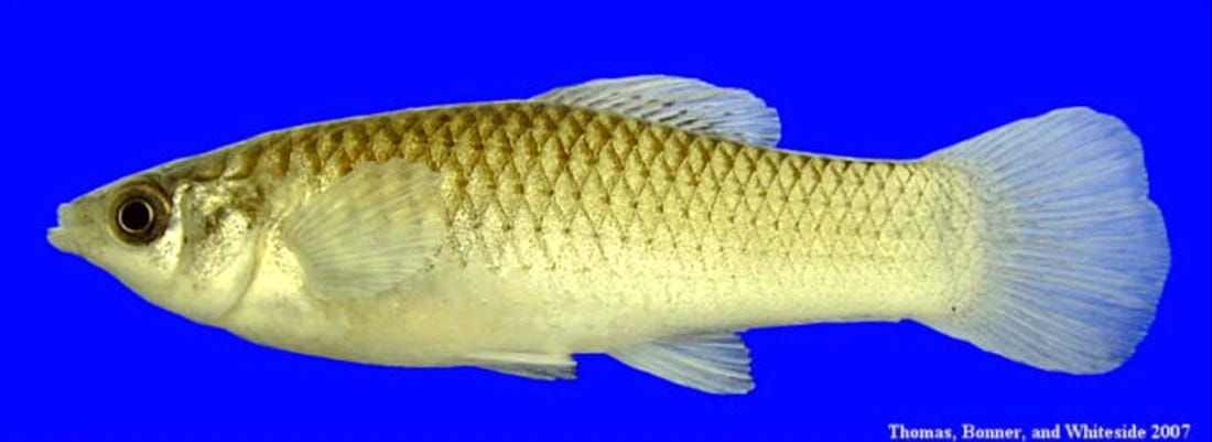 A picture of a fairly unpreposessing yellowish fish on a blue background. A picture of a fairly unpreposessing yellowish fish on a blue background.