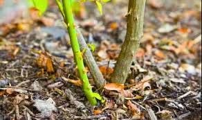 easy' gardening job ...