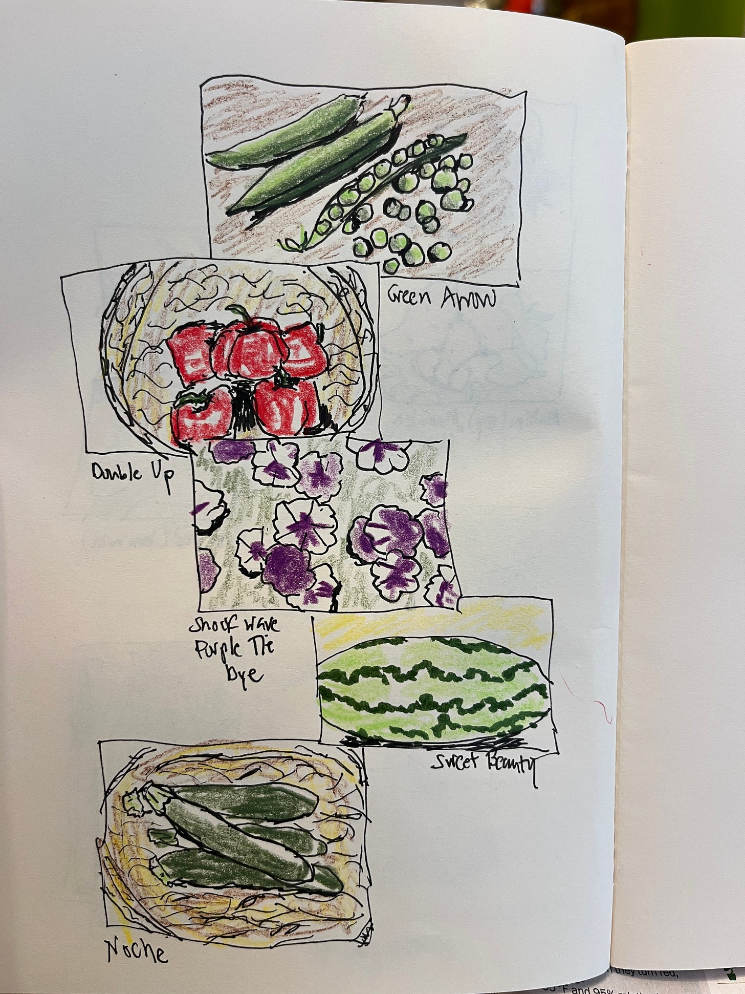 Another sketchbook page this time with pea pods, red bell peppers, purple and white petunias, a watermelon and zucchini. The pea pods are best.